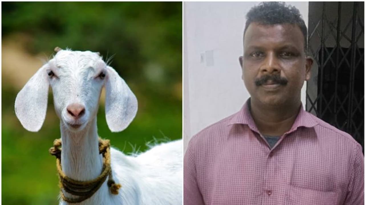 ആട് കയറി പൈനാപ്പിൾ ചെടി നശിപ്പിച്ചതിനുണ്ടായ പുകിലേ...; റൂറൽ എസ്പിക്ക് വരെ പരാതി, ഒടുവിൽ അറസ്റ്റ് ആട് കയറി പൈനാപ്പിൾ ചെടി നശിപ്പിച്ചതിനുണ്ടായ പുകിലേ...; റൂറൽ എസ്പിക്ക് വരെ പരാതി, ഒടുവിൽ അറസ്റ്റ്