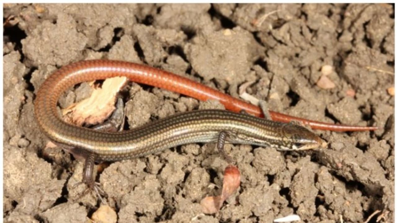 ഭൂമുഖത്ത് നിന്ന് അപ്രത്യക്ഷമായെന്ന് കരുതിയ പല്ലി വര്ഗ്ഗത്തെ 42 വര്ഷത്തിന് ശേഷം കണ്ടെത്തി ഭൂമുഖത്ത് നിന്ന് അപ്രത്യക്ഷമായെന്ന് കരുതിയ പല്ലി വര്ഗ്ഗത്തെ 42 വര്ഷത്തിന് ശേഷം കണ്ടെത്തി