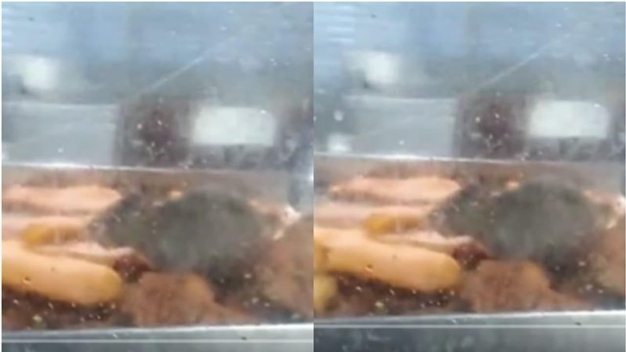 ആശുപത്രി കാന്റീനിലെ ചില്ലലമാരയില് ഓടിനടന്ന് പഴംപൊരിയും വടയും അകത്താക്കി എലി, ദൃശ്യം പുറത്ത് ആശുപത്രി കാന്റീനിലെ ചില്ലലമാരയില് ഓടിനടന്ന് പഴംപൊരിയും വടയും അകത്താക്കി എലി, ദൃശ്യം പുറത്ത്