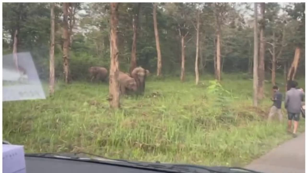 കാട്ടാനയെ പ്രകോപിച്ചു; കേസെടുത്ത് വനംവകുപ്പ്; വേട്ടയാടലിന് തുല്യമെന്ന് അധികൃതർ കാട്ടാനയെ പ്രകോപിച്ചു; കേസെടുത്ത് വനംവകുപ്പ്; വേട്ടയാടലിന് തുല്യമെന്ന് അധികൃതർ