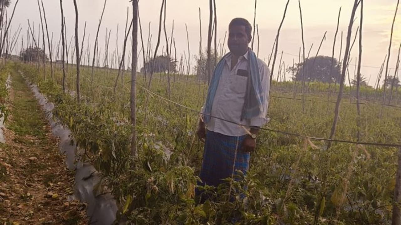 ಕೋಲಾರ: ದರ ಕುಸಿತ, ಈಗ ಬಜ್ಜಿ ಮೆಣಸಿನಕಾಯಿ ಸರದಿ, ಸಂಕಷ್ಟದಲ್ಲಿ ಅನ್ನದಾತ..! ಕೋಲಾರ: ದರ ಕುಸಿತ, ಈಗ ಬಜ್ಜಿ ಮೆಣಸಿನಕಾಯಿ ಸರದಿ, ಸಂಕಷ್ಟದಲ್ಲಿ ಅನ್ನದಾತ..!