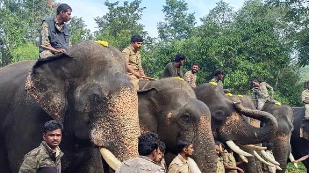 ಮಲೆನಾಡಿನಲ್ಲಿ ಇಬ್ಬರನ್ನು ಬಲಿ ಪಡೆದ ಒಂಟಿ ಸಲಗ: ಸೆರೆ ಹಿಡಿಯಲು ಹರಸಾಹಸ ಪಡುತ್ತಿರುವ ಅರಣ್ಯ ಇಲಾಖೆ! ಮಲೆನಾಡಿನಲ್ಲಿ ಇಬ್ಬರನ್ನು ಬಲಿ ಪಡೆದ ಒಂಟಿ ಸಲಗ: ಸೆರೆ ಹಿಡಿಯಲು ಹರಸಾಹಸ ಪಡುತ್ತಿರುವ ಅರಣ್ಯ ಇಲಾಖೆ!