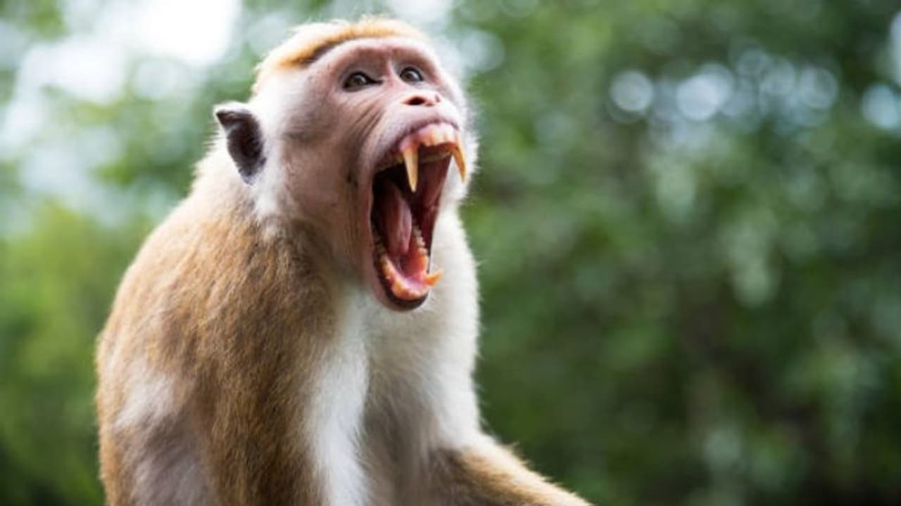 ಮಂಗನ ತರ ನಿಮ್ಮ ಮೆದುಳು ಯೋಚಿಸ್ತಾ ಇದ್ಯಾ? ಮಂಕಿ ಮೈಂಡಿಗೆ ಇಲ್ಲಿದೆ ಪರಿಹಾರ! ಮಂಗನ ತರ ನಿಮ್ಮ ಮೆದುಳು ಯೋಚಿಸ್ತಾ ಇದ್ಯಾ? ಮಂಕಿ ಮೈಂಡಿಗೆ ಇಲ್ಲಿದೆ ಪರಿಹಾರ!