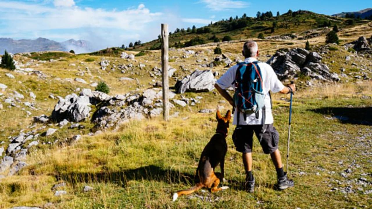 മലകയറാനുള്ള പരിശ്രമം പാളി, വഴി തെറ്റിയ ഉടമ മരിച്ചു, 71കാരന് കാട്ടിൽ കാവലായി നിന്ന് 'ഫിന്നി' 