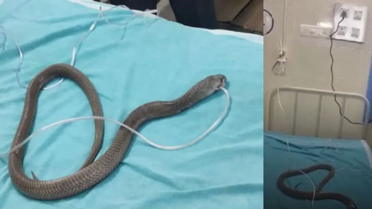 നിർത്തിയിട്ട ഇന്നോവയിൽ ഉഗ്രവിഷമുള്ള മൂർഖൻ, ഫിനോയിൽ പ്രയോഗം പണിയായി; ഒടുവിൽ കൃത്രിമ ശ്വാസം നൽകി രക്ഷപ്പെടുത്തി നിർത്തിയിട്ട ഇന്നോവയിൽ ഉഗ്രവിഷമുള്ള മൂർഖൻ, ഫിനോയിൽ പ്രയോഗം പണിയായി; ഒടുവിൽ കൃത്രിമ ശ്വാസം നൽകി രക്ഷപ്പെടുത്തി