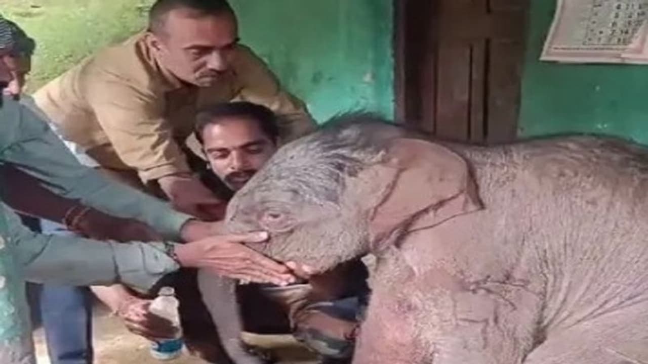 ಮಡಿಕೇರಿ: ಕರುಳ ಬಳ್ಳಿಯ ತಾಯಿ ಜೊತೆ ಸೇರಿಸಿದ ಅರಣ್ಯ ಇಲಾಖೆ ಸಿಬ್ಬಂದಿ..!