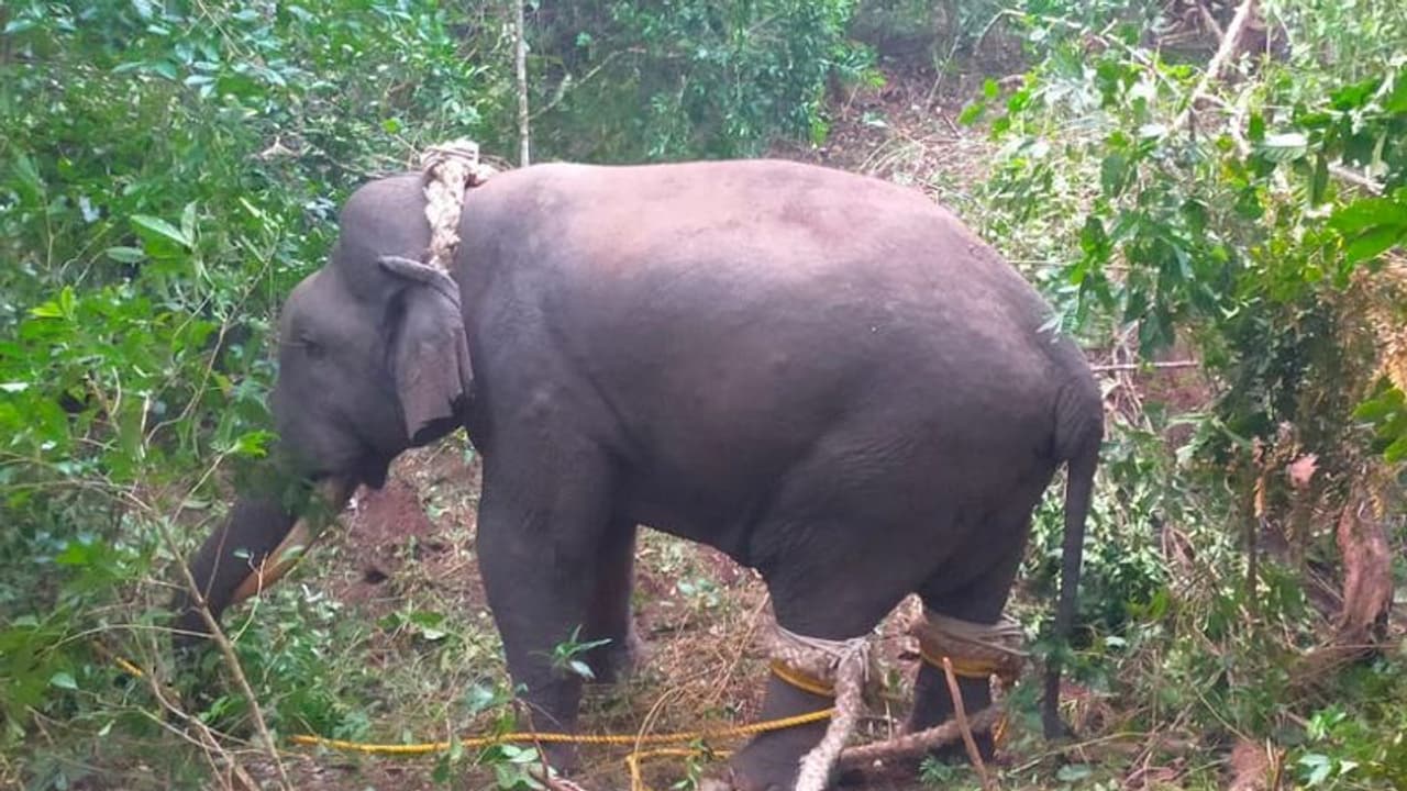 Chikkamagaluru: ಕಿಲ್ಲರ್ ಒಂಟಿ ಸಲಗ ಆಪರೇಷನ್ ವೇಳೆ ಮತ್ತೊಂದು ಕಾಡಾನೆ ಸೆರೆ Chikkamagaluru: ಕಿಲ್ಲರ್ ಒಂಟಿ ಸಲಗ ಆಪರೇಷನ್ ವೇಳೆ ಮತ್ತೊಂದು ಕಾಡಾನೆ ಸೆರೆ