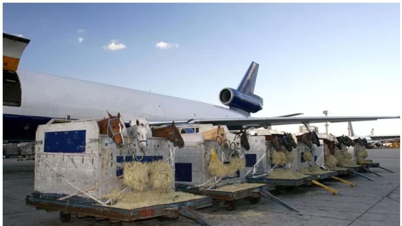 30,000 അടി ഉയരത്തില്‍ വച്ച് കുതിര കൂടിന് പുറത്ത് ചാടി; വിമാനം അടിയന്തരമായി തിരിച്ചിറക്കി !