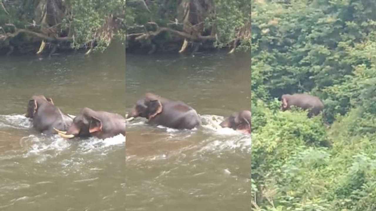 കക്കാട്ടാറില്‍ കൊമ്പന്‍മാരുടെ കലക്കിക്കുളി, ആശങ്കയോടെ നാട്ടുകാർ, ഒടുവില്‍... 