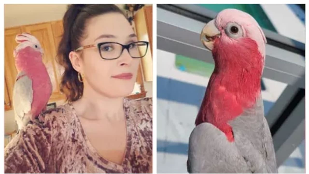 പേപ്പര്‍ വര്‍ക്ക് ശരിയല്ല; മൂന്ന് മാസത്തോളം കസ്റ്റംസിന്‍റെ തടവില്‍ കഴിഞ്ഞ പക്ഷിക്ക് ഒടുവില്‍ മോചനം !