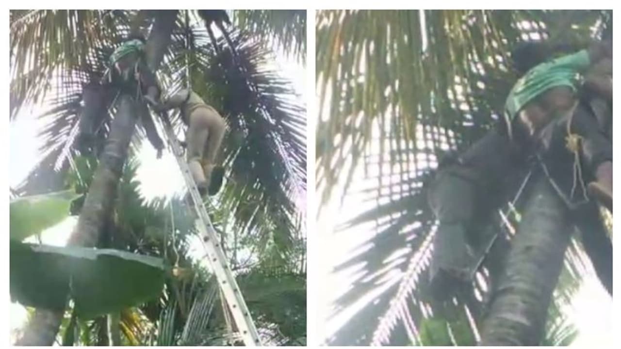 മെഷീൻ ഉപയോഗിച്ച് തെങ്ങിൽ കയറുന്നതിനിടെ പിടിത്തം വിട്ടു, 42 അടി ഉയരത്തിൽ തലകീഴായി യുവാവ്, പിന്നീട് സംഭവിച്ചത്