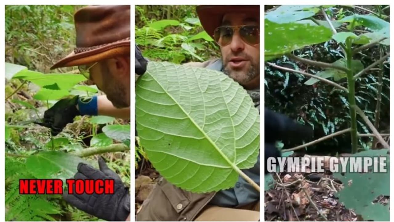 ഇലയില്‍ തൊട്ടാല്‍ അതികഠിനമായ വേദന; ജിംപി ജിംപി എന്ന 'ആത്മഹത്യാ ചെടി' യെ കുറിച്ച് എന്തറിയാം ? 