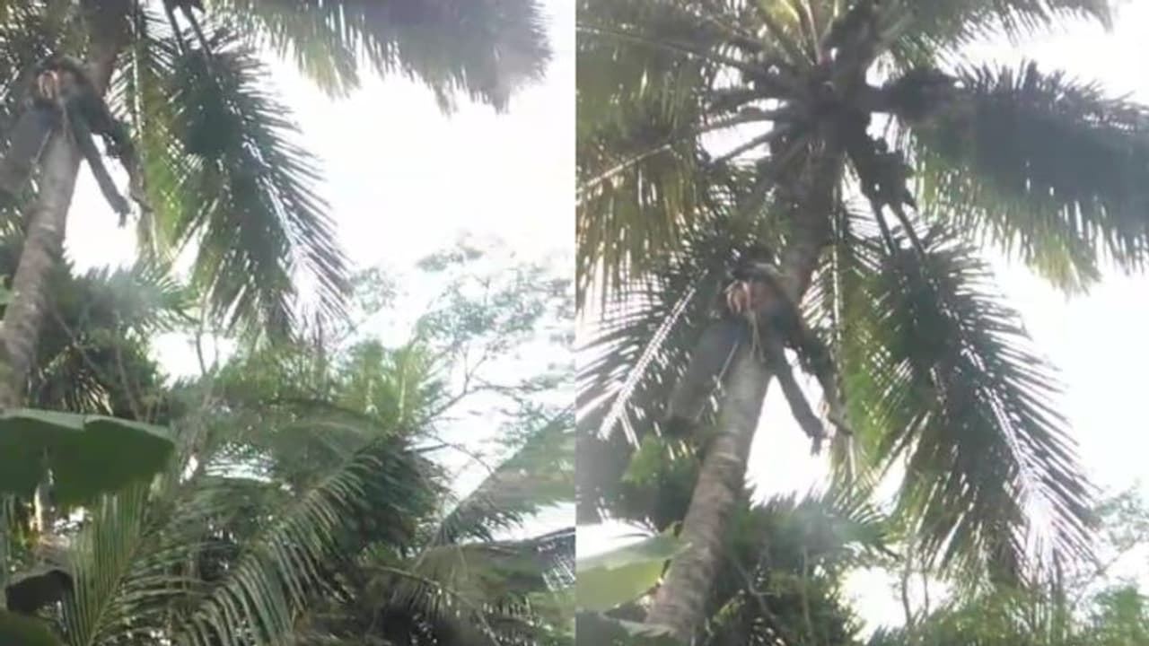 തൃശൂരിൽ 42 അടി ഉയരത്തിൽ തെങ്ങിൽ തൂങ്ങിക്കിടന്നു; നിസഹായനായി കുടുങ്ങിയ യുവാവിന് അര മണിക്കൂറിനകം രക്ഷകരെത്തി !!