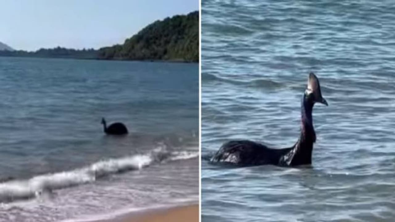 ಆಸ್ಟ್ರೇಲಿಯಾ ಸಮುದ್ರತೀರದಲ್ಲಿ ಕಾಣಿಸಿಕೊಂಡ ವಿಶ್ವದ ಅತ್ಯಂತ ಅಪಾಯಕಾರಿ ಪಕ್ಷಿ, ನಿಬ್ಬೆರಗಾದ ಪ್ರವಾಸಿಗರು