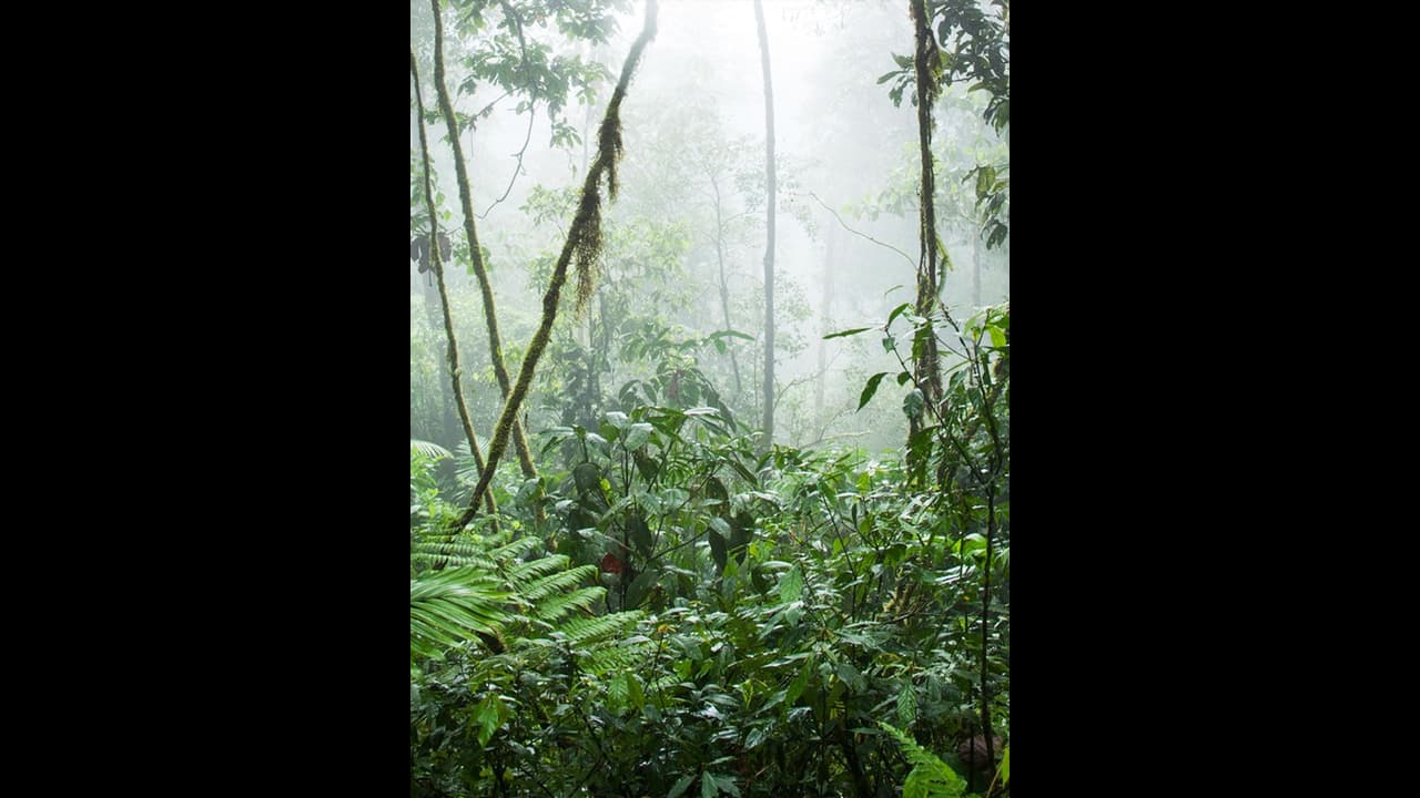 അതിതീവ്രമഴ; പത്തനംതിട്ടയിൽ റെഡ് അലർട്ട്, തിരുവനന്തപുരത്ത് ഓറഞ്ച്, പൊൻമുടി അടച്ചു