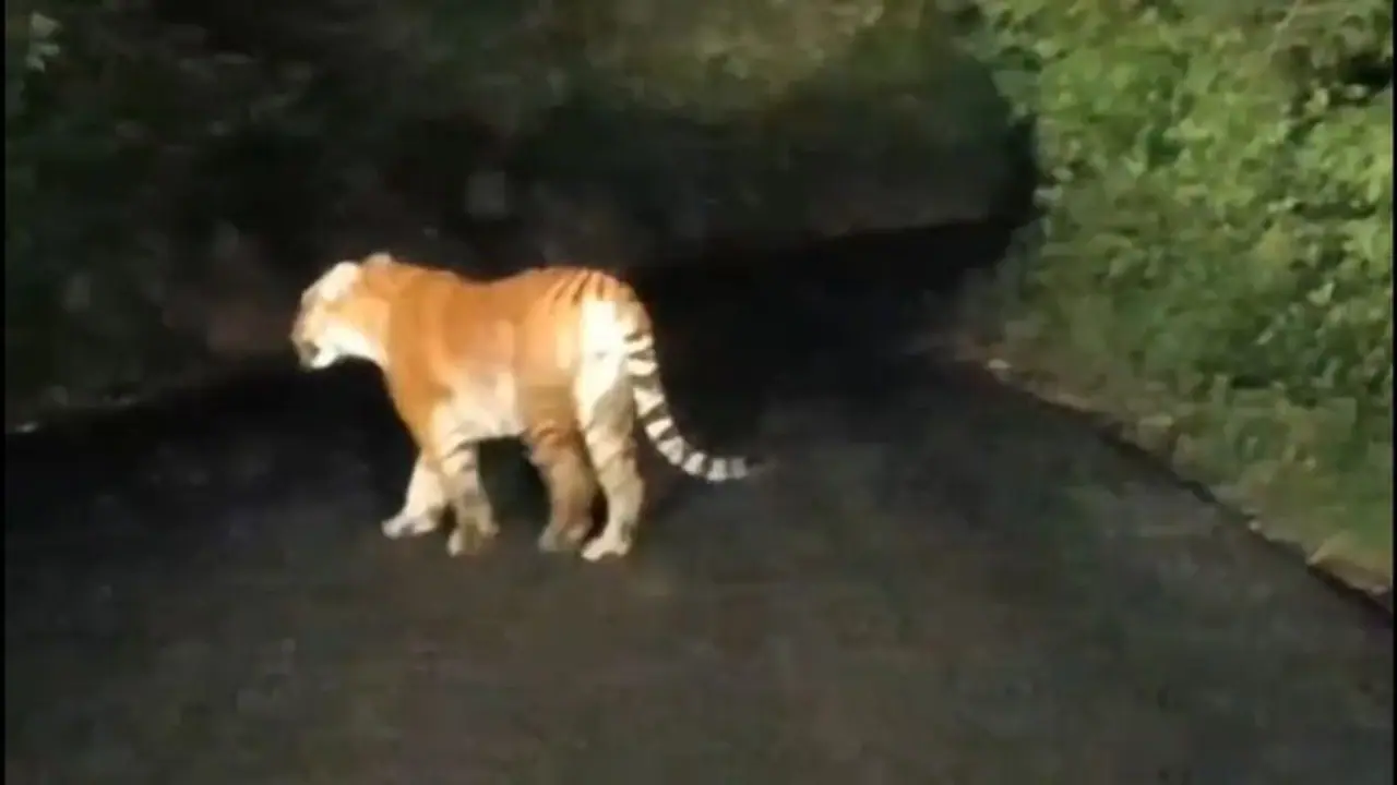 Mysuru district on alert: Residents disturbed by startling tiger sightings on CCTV Mysuru district on alert: Residents disturbed by startling tiger sightings on CCTV