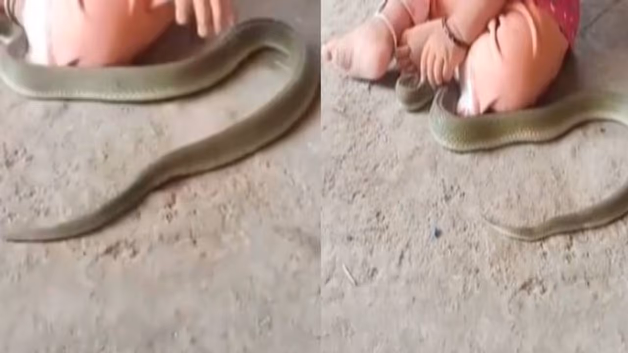 ഭയമുള്ളവർ ഈ വീഡിയോ കാണരുത്, കൊച്ചുകുഞ്ഞിന്റെ കയ്യിൽ പാമ്പ്, പിന്നെ നടന്നത്... ഭയമുള്ളവർ ഈ വീഡിയോ കാണരുത്, കൊച്ചുകുഞ്ഞിന്റെ കയ്യിൽ പാമ്പ്, പിന്നെ നടന്നത്...