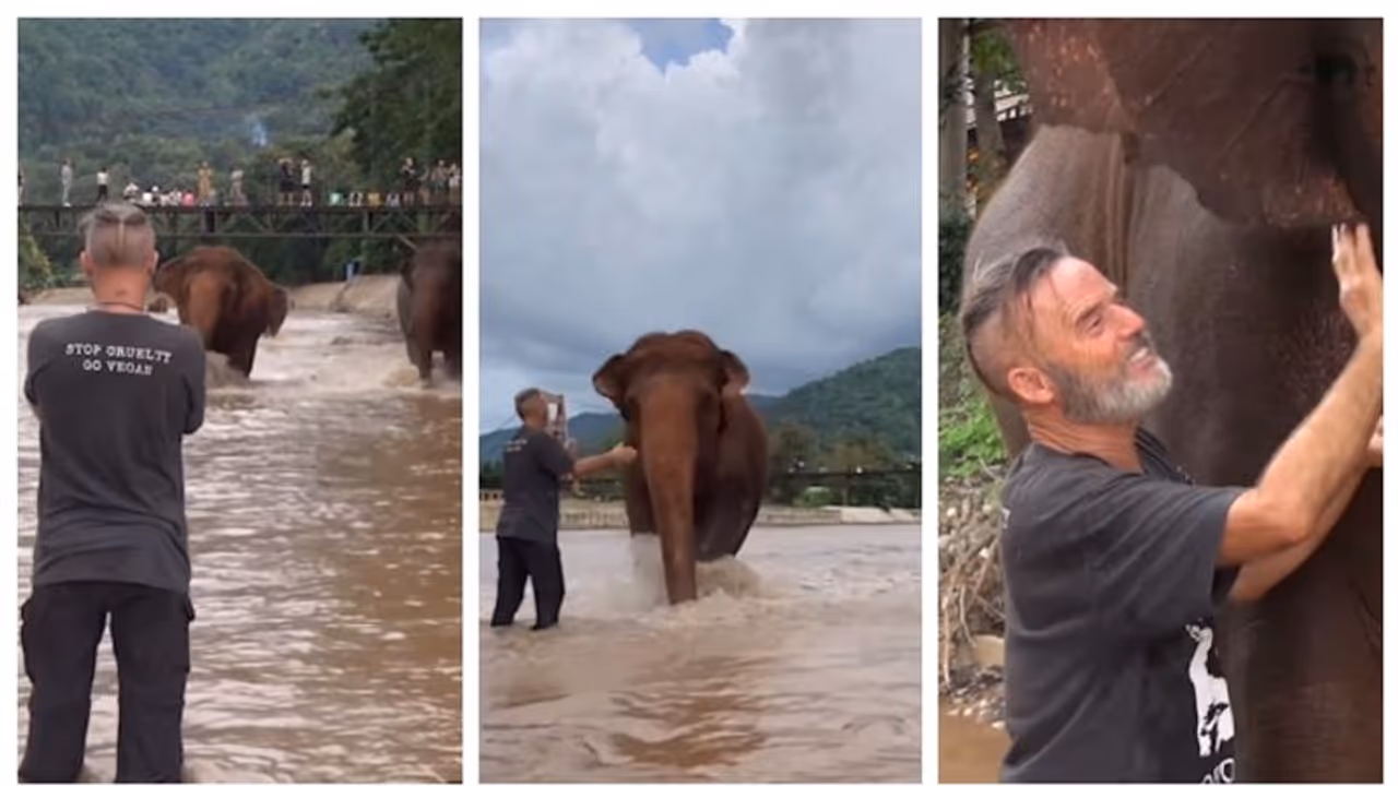 ചങ്ങലയുമില്ല, തോട്ടിയും ഇല്ല; തങ്ങളുടെ പാപ്പാനെ കാണാനായി ഓടിവരുന്ന ആനകള്‍ ! വൈറലായി ഒരു സ്നേഹബന്ധം 