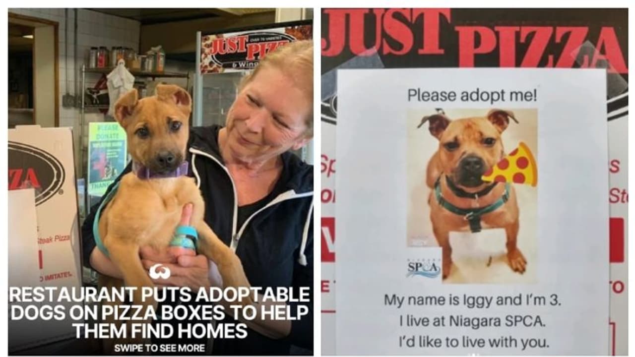 പിസ്സ വാങ്ങൂ, നായ്ക്കുട്ടിയെ ദത്തെടുക്കൂ: നായ്ക്കളെ ദത്തെടുക്കാന് പ്രോത്സാഹിപ്പിച്ച് അമേരിക്കൻ റസ്റ്റോറന്റ് പിസ്സ വാങ്ങൂ, നായ്ക്കുട്ടിയെ ദത്തെടുക്കൂ: നായ്ക്കളെ ദത്തെടുക്കാന് പ്രോത്സാഹിപ്പിച്ച് അമേരിക്കൻ റസ്റ്റോറന്റ്