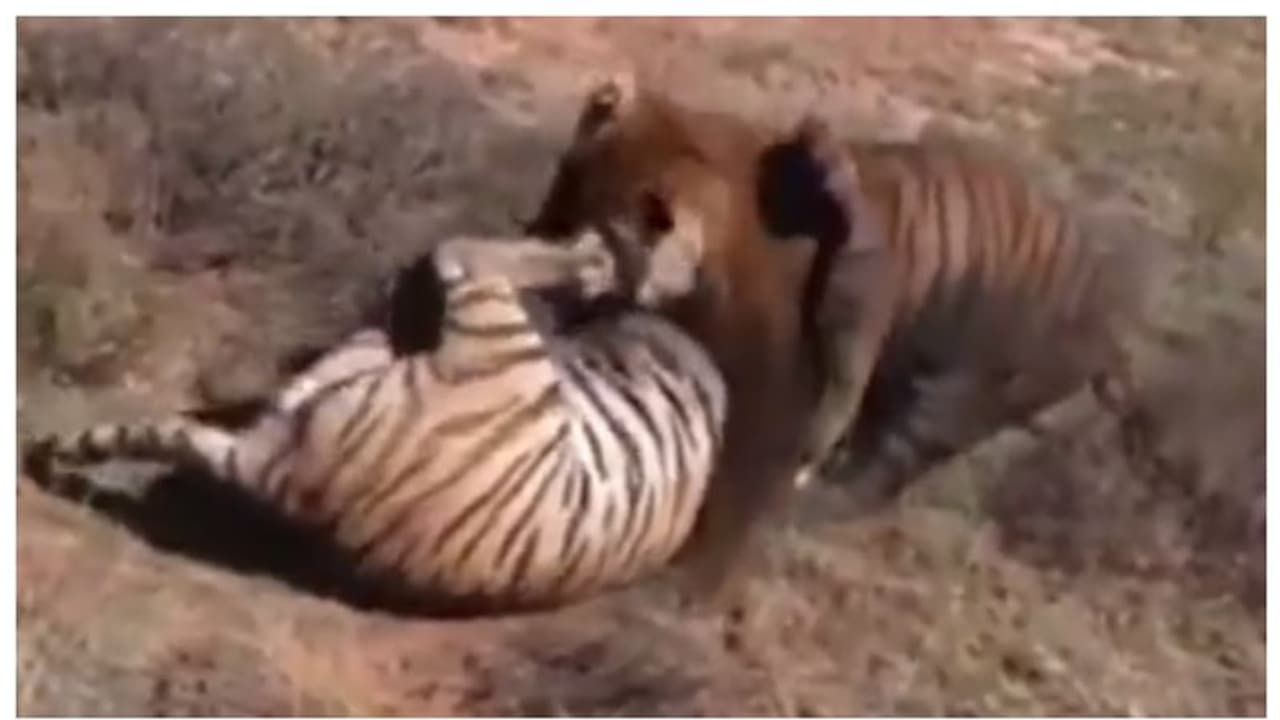 'കലി തീര്‍ത്ത കടുവാപ്പോര്'; അതിര്‍ത്തി തര്‍ക്കത്തില്‍ ജീവന്‍ നഷ്ടപ്പെട്ടത് 50 കുട്ടികളുടെ അച്ഛനായ ബജ്റംഗിന് !