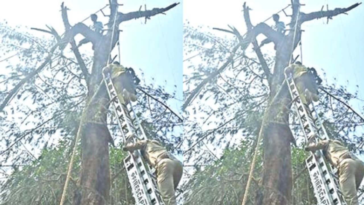 മരം മുറിക്കുന്നതിനിടെ കൊമ്പ് പൊട്ടി വീണു, കൈയ്യൊടിഞ്ഞ് 30 അടി ഉയരത്തിൽ യുവാവ് കുടുങ്ങി; സാഹസിക രക്ഷപ്പെടൽ മരം മുറിക്കുന്നതിനിടെ കൊമ്പ് പൊട്ടി വീണു, കൈയ്യൊടിഞ്ഞ് 30 അടി ഉയരത്തിൽ യുവാവ് കുടുങ്ങി; സാഹസിക രക്ഷപ്പെടൽ