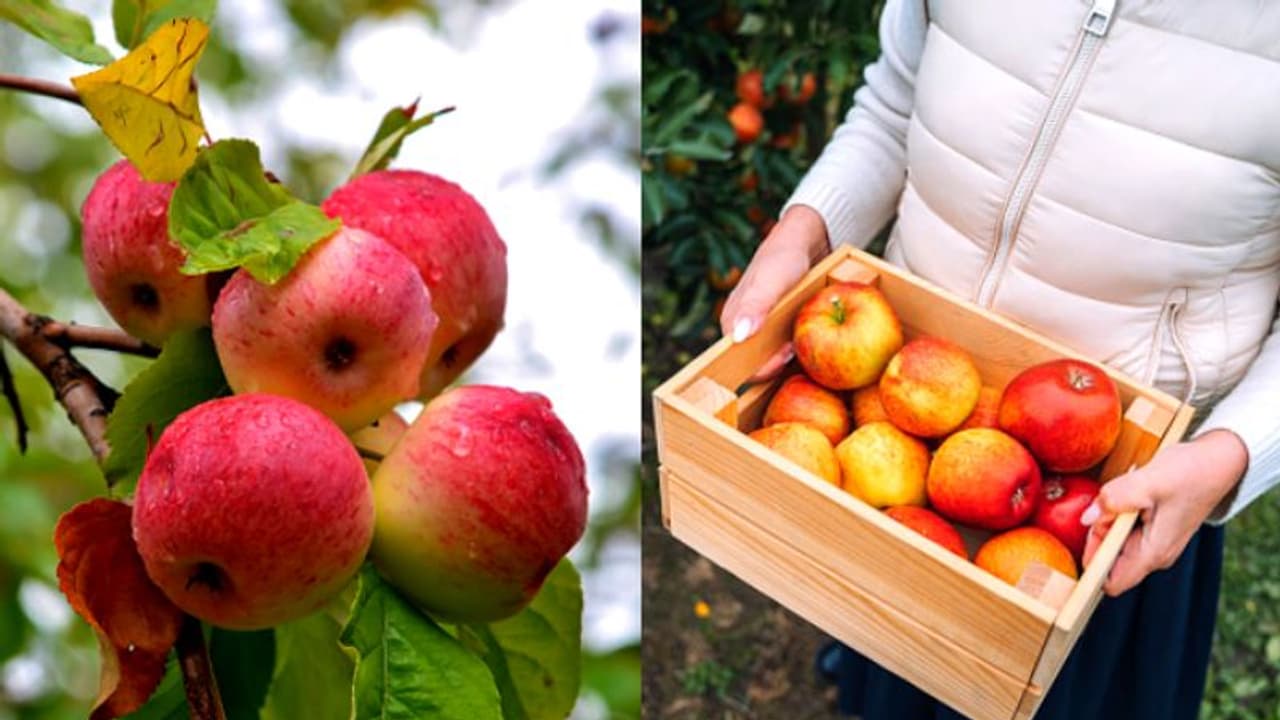 കശ്മീരിന്റെ പൊന്നുംകട്ടയായി ആപ്പിൾ; വില കേട്ട് ഞെട്ടേണ്ട കശ്മീരിന്റെ പൊന്നുംകട്ടയായി ആപ്പിൾ; വില കേട്ട് ഞെട്ടേണ്ട