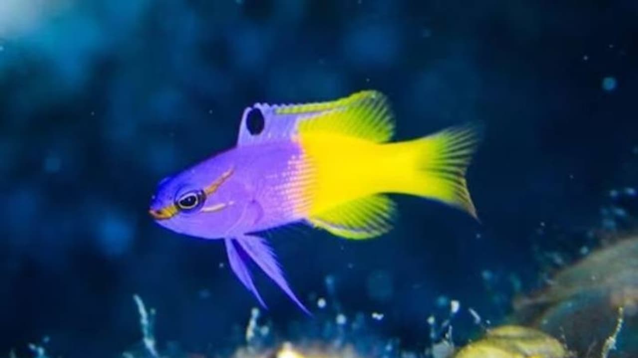 കോടികൾ വരെ വിലവരുന്ന മത്സ്യങ്ങൾ, ഒരെണ്ണം മതി ജീവിതം മാറിമറിയാൻ..!