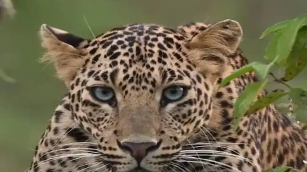 Karnataka: Leopard sightings in Chamarajanagar spark fear among villagers Karnataka: Leopard sightings in Chamarajanagar spark fear among villagers