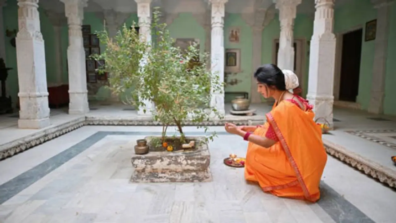 Tulsi worship: How to worship Tulasi Devi to attain her blessings? Read HERE Tulsi worship: How to worship Tulasi Devi to attain her blessings? Read HERE