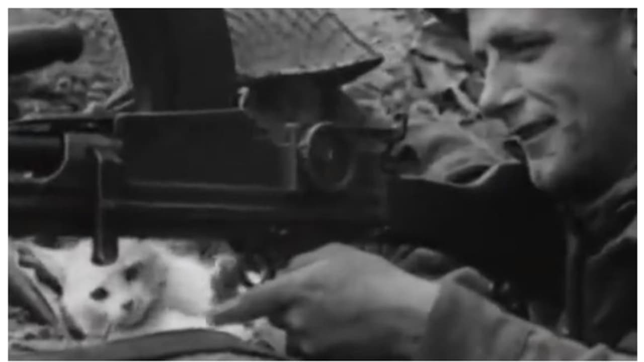 യുദ്ധമുഖത്ത് സൈനികന്‍റെ തോക്കിന്‍റെ ട്രിഗര്‍ വലിക്കാന്‍ ശ്രമിക്കുന്ന പൂച്ച; കണ്ണ് തള്ളി കാഴ്ചക്കാര്‍ !