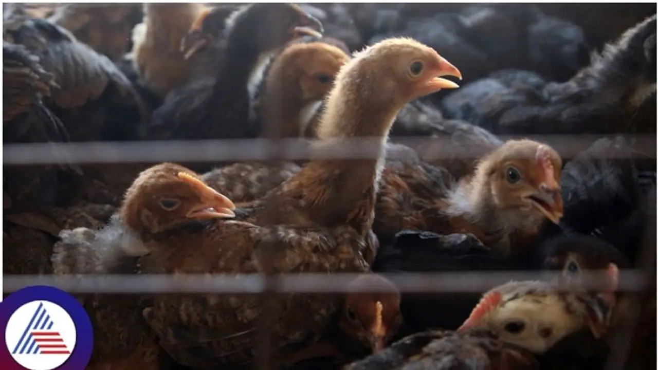 ಬೆಂಗಳೂರು ಕೃಷಿ ಮೇಳದಲ್ಲಿ ಗಿಣಿ ಮೂಗಿನ ಕೋಳಿಮರಿಗೆ ಭಾರಿ ಬೇಡಿಕೆ