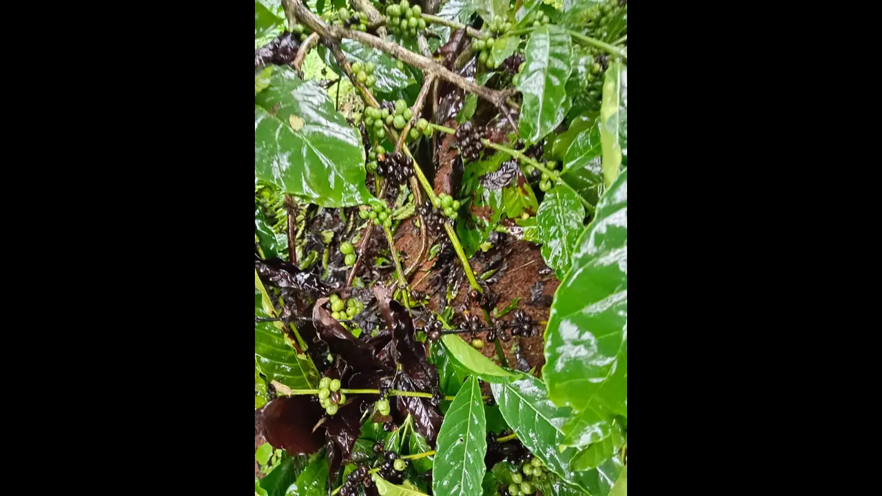 ಬೆಳೆಗಾರರನ್ನು ಕಂಗೆಡಿಸಿದ ಅರೇಬಿಕಾ ಕಾಫಿ ಬೆಲೆ ಕುಸಿತ ಬೆಳೆಗಾರರನ್ನು ಕಂಗೆಡಿಸಿದ ಅರೇಬಿಕಾ ಕಾಫಿ ಬೆಲೆ ಕುಸಿತ