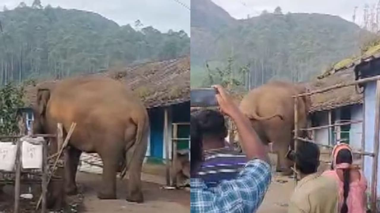 പടയപ്പ 'കലിപ്പിൽ'; ദേവികുളത്ത് പച്ചക്കറി കൃഷി നശിപ്പിച്ചു, എസ്റ്റേറ്റിൽ നിലയുറപ്പിച്ച കാട്ടാനയെ തുരത്താൻ ശ്രമം പടയപ്പ 'കലിപ്പിൽ'; ദേവികുളത്ത് പച്ചക്കറി കൃഷി നശിപ്പിച്ചു, എസ്റ്റേറ്റിൽ നിലയുറപ്പിച്ച കാട്ടാനയെ തുരത്താൻ ശ്രമം