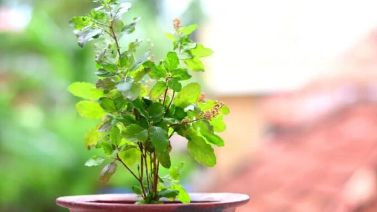 ತುಳಸಿ ವಿವಾಹ 2023 ಸಮಯ, ಪೂಜಾ ವಿಧಿ, ಪುರಾಣ ಕತೆ..