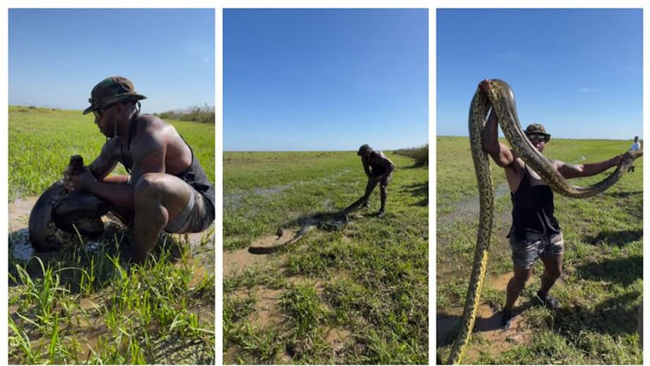 മൂന്നിരട്ടി വലിപ്പമുള്ള അനാകോണ്ടയെ വെറും കൈകൊണ്ട് പിടികൂടുന്ന യുവാവ്; കണ്ണ് തള്ളി സോഷ്യല് മീഡിയ ! മൂന്നിരട്ടി വലിപ്പമുള്ള അനാകോണ്ടയെ വെറും കൈകൊണ്ട് പിടികൂടുന്ന യുവാവ്; കണ്ണ് തള്ളി സോഷ്യല് മീഡിയ !