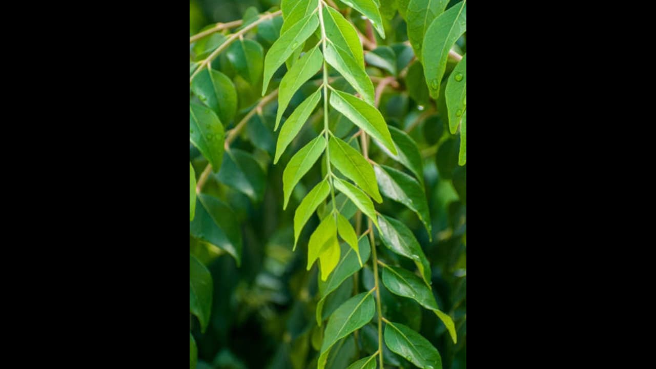 കറിവേപ്പില ചില്ലറക്കാരനല്ല ; ​അറിയാം ആരോ​ഗ്യ​ഗുണങ്ങൾ 