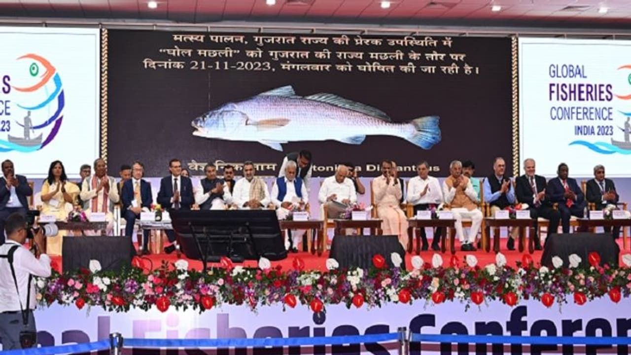 Ghol declared as Gujarat's state fish: Costs more than your Europe trip Ghol declared as Gujarat's state fish: Costs more than your Europe trip