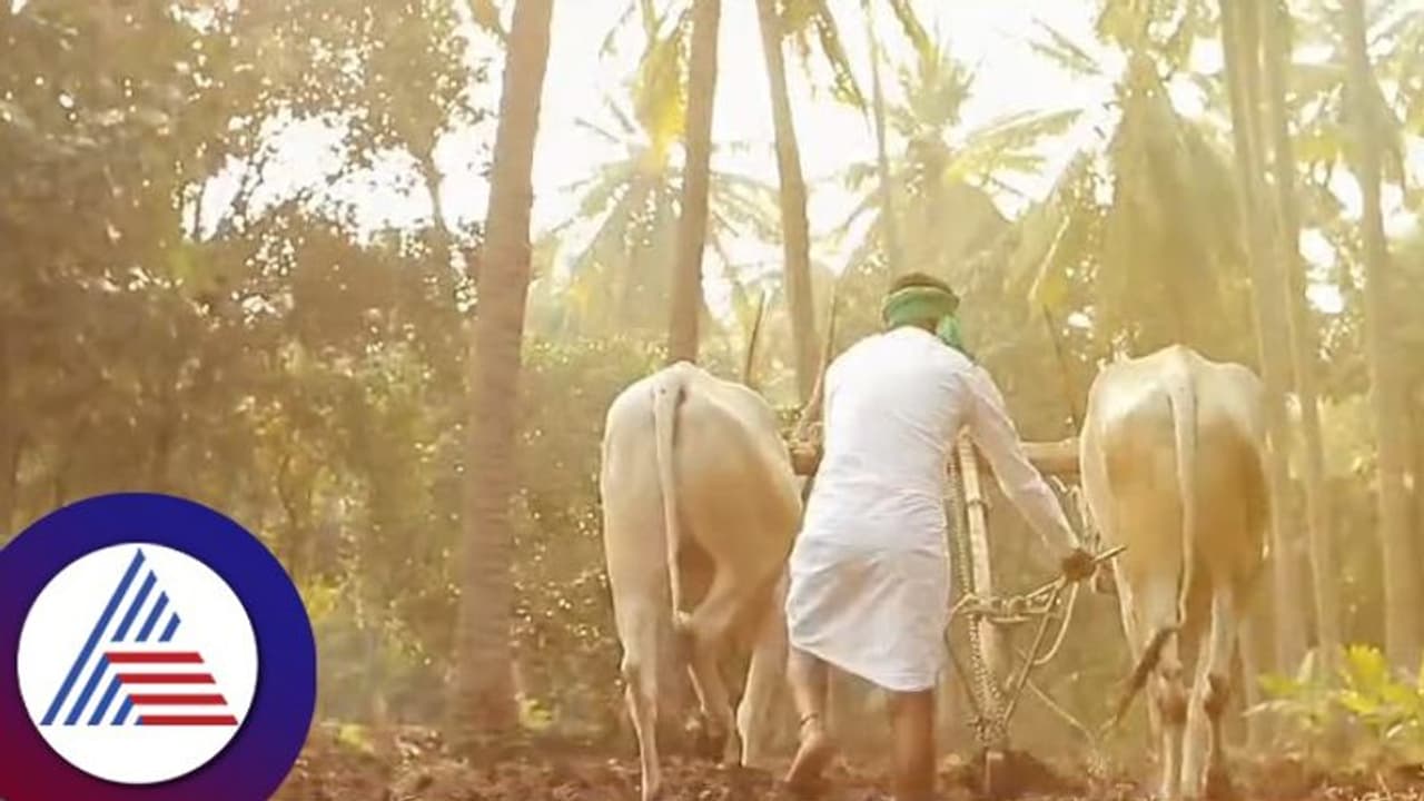 ರೈತರ ಮಕ್ಕಳಿಗೆ ಹೆಣ್ಣು ಸಿಗುತ್ತಿಲ್ಲ ಎಂಬುದರ ನಡುವೇ ರೈತರ ವೇಷದಲ್ಲಿ ಪ್ರಿ ವೆಡ್ಡಿಂಗ್ ಶೂಟ್ ವೈರಲ್ ವಿಡಿಯೋ! ರೈತರ ಮಕ್ಕಳಿಗೆ ಹೆಣ್ಣು ಸಿಗುತ್ತಿಲ್ಲ ಎಂಬುದರ ನಡುವೇ ರೈತರ ವೇಷದಲ್ಲಿ ಪ್ರಿ ವೆಡ್ಡಿಂಗ್ ಶೂಟ್ ವೈರಲ್ ವಿಡಿಯೋ!