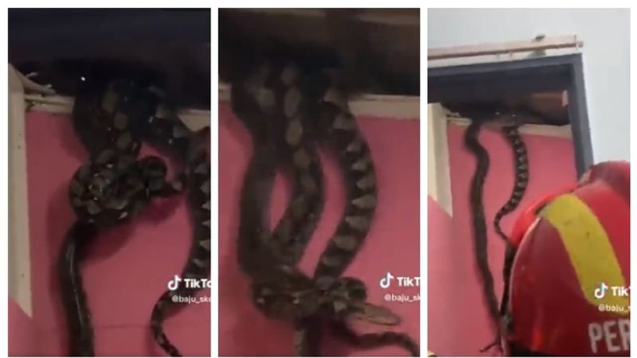 സ്വപ്നമോ യാഥാര്ത്ഥ്യമോ?; വീടിന്റെ സീലിംഗിൽ നിന്നും ഒന്നിന് പുറകെ ഒന്നായി കൂറ്റന് പെരുമ്പാമ്പുകൾ താഴേക്ക് ! സ്വപ്നമോ യാഥാര്ത്ഥ്യമോ?; വീടിന്റെ സീലിംഗിൽ നിന്നും ഒന്നിന് പുറകെ ഒന്നായി കൂറ്റന് പെരുമ്പാമ്പുകൾ താഴേക്ക് !