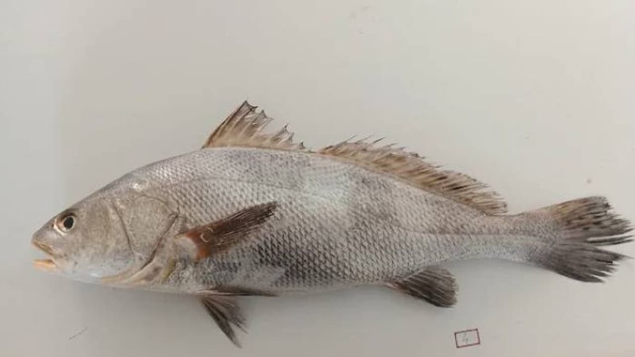 കടലിലെ പൊന്ന്, ലക്ഷങ്ങൾ വില, ഗോൽ മത്സ്യം ഇനി ഗുജറാത്തിന്റെ സംസ്ഥാന മത്സ്യം കടലിലെ പൊന്ന്, ലക്ഷങ്ങൾ വില, ഗോൽ മത്സ്യം ഇനി ഗുജറാത്തിന്റെ സംസ്ഥാന മത്സ്യം