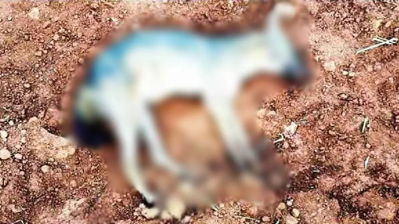 മലപ്പുറത്ത് 3 സ്ത്രീകളെ കുറുനരി കടിച്ചു, കുറുനരിയെ നായകൾ കടിച്ചുകൊന്നു; പേവിഷബാധ സ്ഥിരീകരിച്ചു, ജാഗ്രതാനിർദേശം