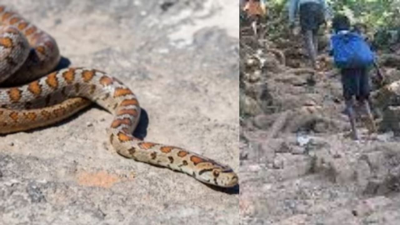 6 കാരിക്ക് അണലിയുടെ കടിയേറ്റു, ഒരാഴ്ചക്കിടെ രണ്ടാം സംഭവം! കൂടുതൽ പാമ്പുപിടിത്തക്കാരെ ശബരിമലയിൽ വിന്യസിക്കും