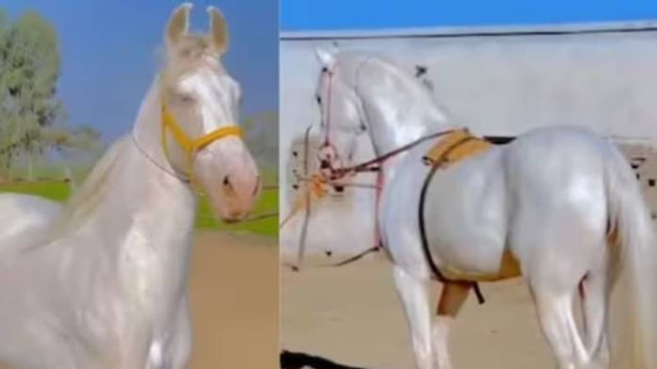 അമ്പമ്പോ എന്തൊരു ഭംഗി, കണ്ടാൽ കണ്ണെടുക്കില്ല, ഇത് ശരിക്കും കുതിരയോ അതോ പ്രതിമയോ? അമ്പമ്പോ എന്തൊരു ഭംഗി, കണ്ടാൽ കണ്ണെടുക്കില്ല, ഇത് ശരിക്കും കുതിരയോ അതോ പ്രതിമയോ?