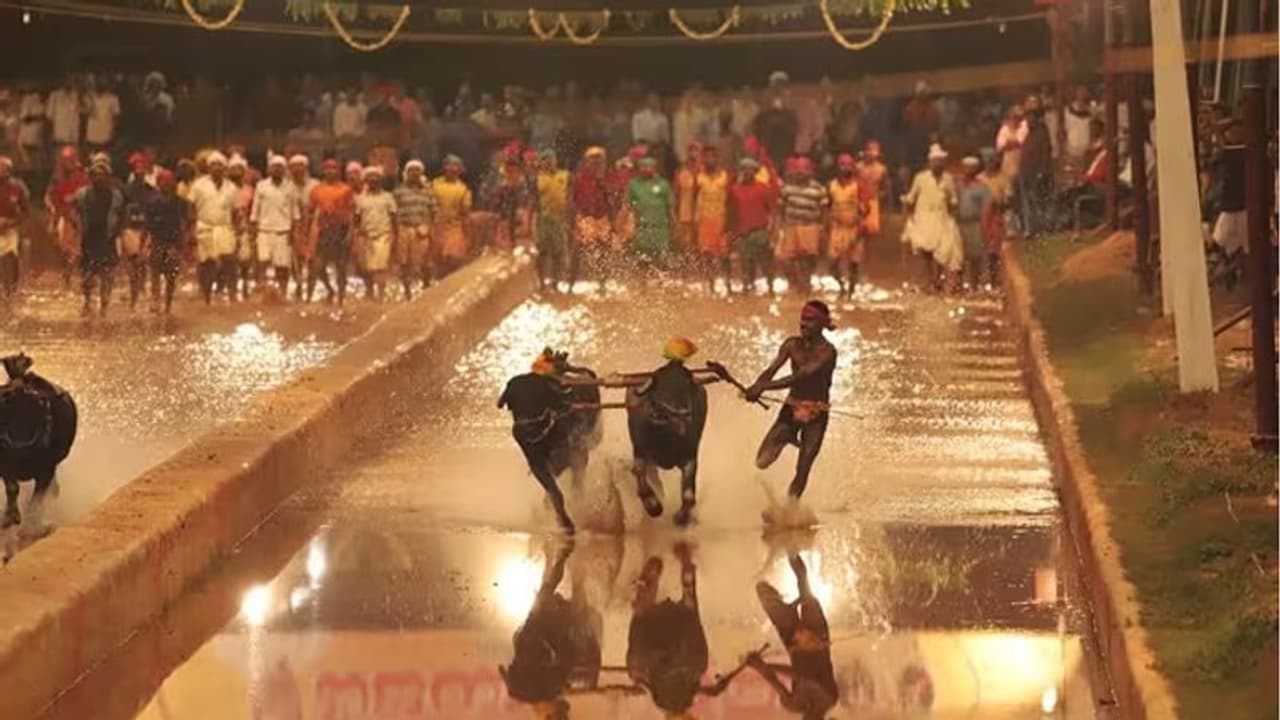 பெங்களூருவின் கம்பாலா.. பிரபல எருது பந்தயம்.. வெளியான புதிய போக்குவரத்து கட்டுப்பாடுகள் முக்கிய அப்டேட்ஸ்! பெங்களூருவின் கம்பாலா.. பிரபல எருது பந்தயம்.. வெளியான புதிய போக்குவரத்து கட்டுப்பாடுகள் முக்கிய அப்டேட்ஸ்!