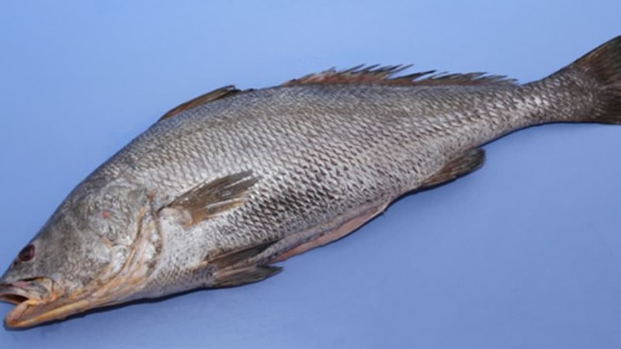 ഇറച്ചി മാത്രമല്ല വായു അറ പോലും വിലയേറിയത്, മരുന്നിനും വീഞ്ഞിലും ഇടം, ഗുജറാത്തിന്റെ ഔദ്യോഗിക മത്സ്യമായി 'ഗോൽ' ഇറച്ചി മാത്രമല്ല വായു അറ പോലും വിലയേറിയത്, മരുന്നിനും വീഞ്ഞിലും ഇടം, ഗുജറാത്തിന്റെ ഔദ്യോഗിക മത്സ്യമായി 'ഗോൽ'