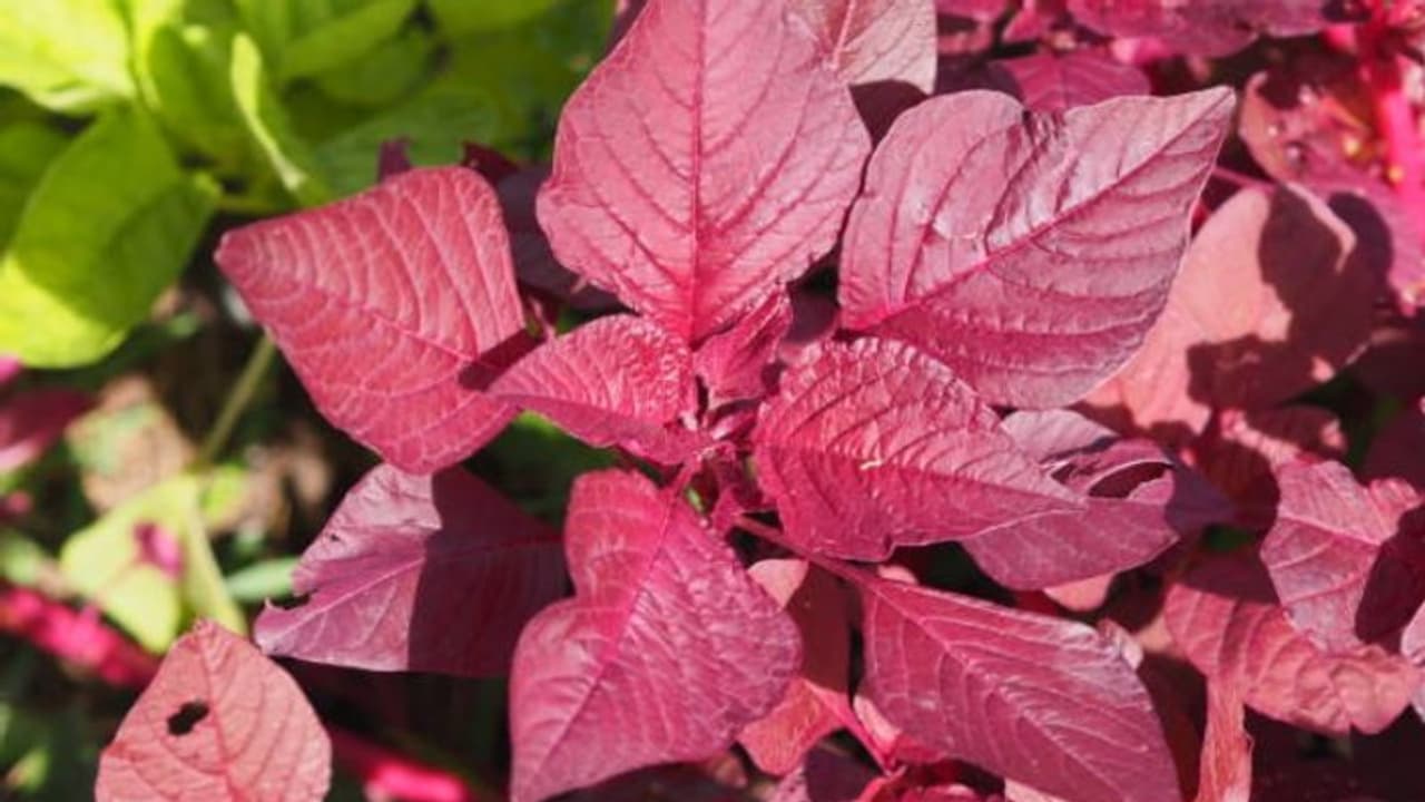 red spinach red spinach