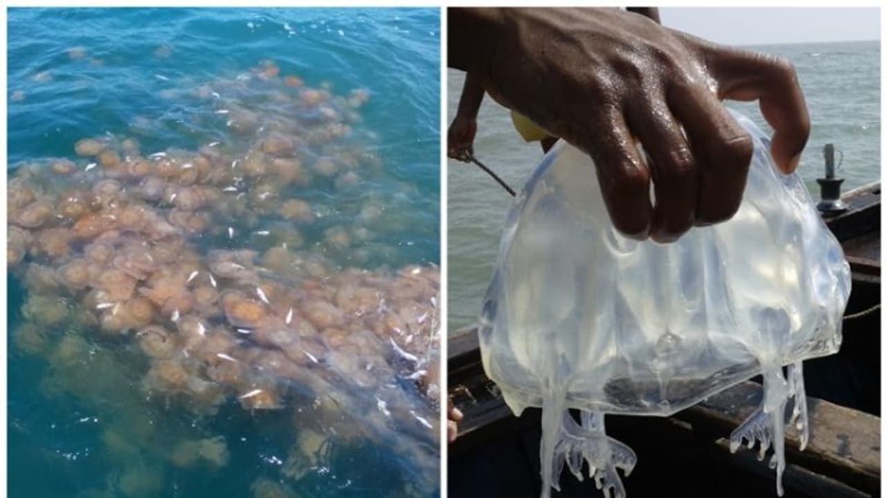 കടൽച്ചൊറി ഇനിയൊരു ശല്യമല്ല, കയറ്റുമതി രംഗത്ത് വൻ സാധ്യത; കടൽച്ചൊറി വിഭവങ്ങൾക്ക് ആവശ്യകത കൂടി കടൽച്ചൊറി ഇനിയൊരു ശല്യമല്ല, കയറ്റുമതി രംഗത്ത് വൻ സാധ്യത; കടൽച്ചൊറി വിഭവങ്ങൾക്ക് ആവശ്യകത കൂടി