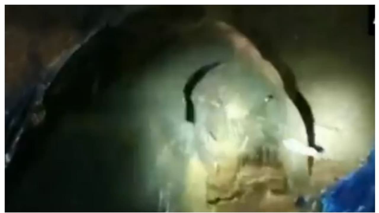  കോയമ്പത്തൂരില്‍ കുളത്തില്‍ വീണ കാട്ടാനയെ ജെസിബി ഉപയോഗിച്ച് രക്ഷപ്പെടുത്തുന്ന വീഡിയോ വൈറല്‍ 