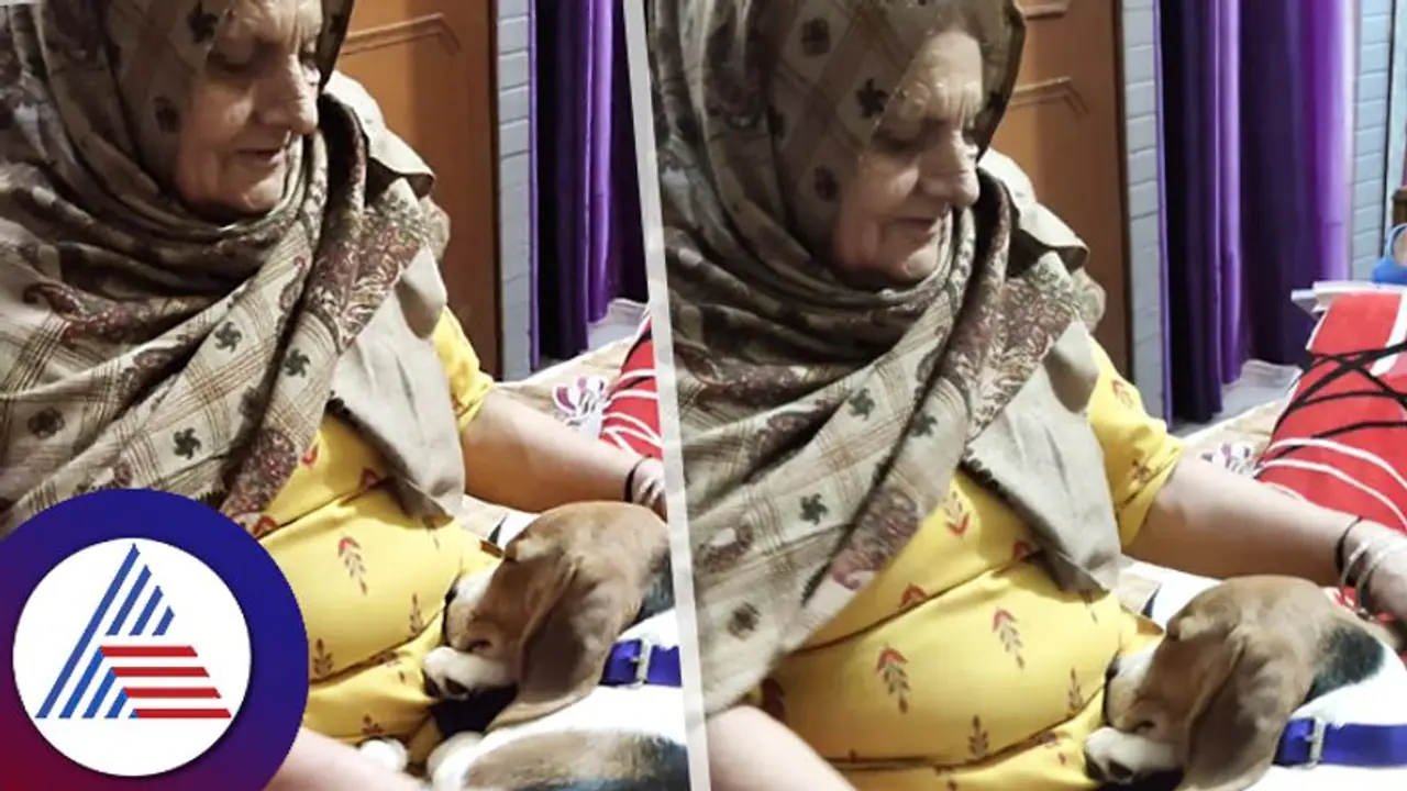 ಎಷ್ಟೊಳ್ಳೆ ಮಗ ಇದು...ಅಂತ ಅಜ್ಜಿ ಮುದ್ದಿಸ್ತಾ ಇದ್ರೆ ಮಡಲಲ್ಲೇ ನಿದ್ರೆ ಹೋಯ್ತು ನಾಯಿಮರಿ