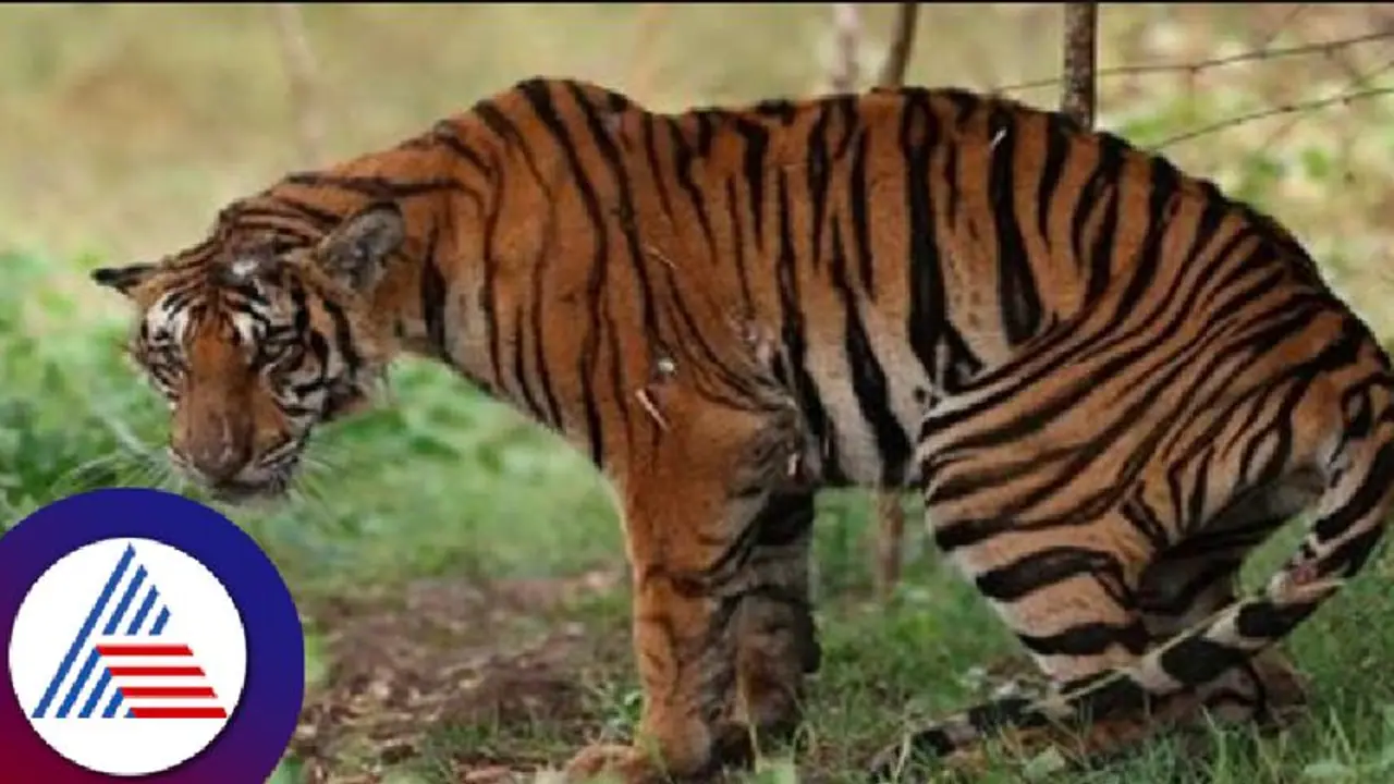 ಕಾಡಂಚಿನ ಗ್ರಾಮಗಳ ಜನರ ನಿದ್ದೆಗೆಡಿಸಿದ ನರಭಕ್ಷಕ; ಹುಲಿ ದಾಳಿಗೆ ದನಗಾಯಿ ಮಹಿಳೆ ಬಲಿ!